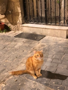 マルタ留学で人気の古都Mdinaにいた猫
